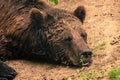 A strong, wet brown bear laying down and relax on the ground, looking very cute, like a teddy