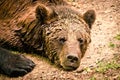 A strong, wet brown bear laying down and relax on the ground, looking very cute, like a teddy