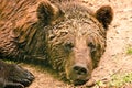 A strong, wet brown bear laying down and relax on the ground, looking very cute, like a teddy