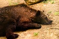 A strong, wet brown bear laying down and relax on the ground, looking very cute, like a teddy