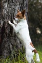 Strong White and brown dog standing against a tree