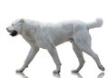 White Central Asian shepherd dog goes isolated on white background Royalty Free Stock Photo