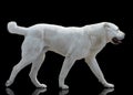 White Central Asian shepherd dog goes isolated on black background Royalty Free Stock Photo