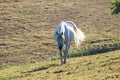 Strong white horse strolls across a green field,