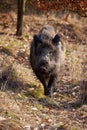 Strong wild boar walking on a path in spring nature at sunrise