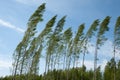 Strong wind blowing birch trees Royalty Free Stock Photo