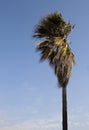 Strong wind blows the branches of tall tree Royalty Free Stock Photo