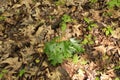 Strong wind broke a twig from an oak tree with bright young leaves during a spring rain Royalty Free Stock Photo