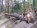 A strong wind knocked down a tree in the forest. Royalty Free Stock Photo