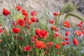 Strong wind moving the fragil poppies Royalty Free Stock Photo