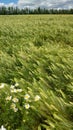 Strong wind on the barley field. Royalty Free Stock Photo