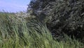 Strong wind shakes and bends green stalks of cattails next to water of river shore with willow tree branches sways above Royalty Free Stock Photo