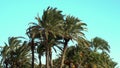 Strong wind shakes the leaves of palm trees. High green palm trees close-up. Blue sky on background Royalty Free Stock Photo