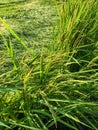 strong wind of storm caused damage rice field.