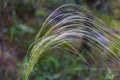 Strong wind sways and waves the grass , Altai, Russia