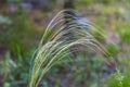 Strong wind sways and waves the grass , Altai, Russia