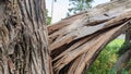From the strong wind, the thick tree cracked and fell to the ground Royalty Free Stock Photo