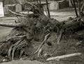 A strong wind tore trees at the roots from the ground. Broken tree branches after a hurricane. Storm ripped out an old tree with Royalty Free Stock Photo