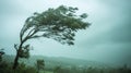 Strong Winds Bending a Lone Tree During a Powerful Storm by the Coastline Royalty Free Stock Photo