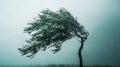 Strong Winds Bending a Lone Tree During a Powerful Storm by the Coastline Royalty Free Stock Photo