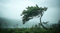 Strong Winds Bending a Lone Tree During a Powerful Storm by the Coastline Royalty Free Stock Photo