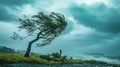 Strong Winds Bending a Lone Tree During a Powerful Storm by the Coastline Royalty Free Stock Photo