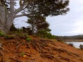 Cypress tree holding its ground with a large root ramification