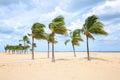 Hurricane force winds blows sand and palm trees