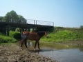 Strong, young, beautiful Bay horse at the watering place