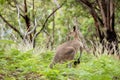 Strong Male Kangaroo Royalty Free Stock Photo