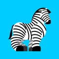 Strong zebra isolated. Powerful wild striped horse