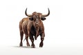 Strongest dark brown bull with muscles and long horns portrait looking at camera isolated on clear png background, Animals Fighter