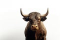 Strongest dark brown bull with muscles and long horns portrait looking at camera isolated on clear png background, Animals Fighter