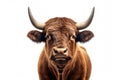 Strongest dark brown bull with muscles and long horns portrait looking at camera isolated on clear png background, Animals Fighter