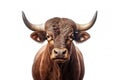 Strongest dark brown bull with muscles and long horns portrait looking at camera isolated on clear png background, Animals Fighter
