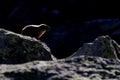 Strongly backlit marmot among boulders