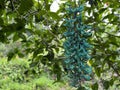 Jade Vine Turquoise Blue Flower in Hawaii Jungle