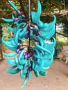 Strongylodon macrobotrys commonly known as jade vine, emerald vi Royalty Free Stock Photo