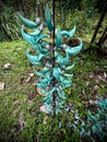 Jade Vine Turquoise Blue Flower in Hawaii Jungle