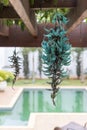 Strongylodon macrobotrys, commonly known as jade vine: vine-type plant Royalty Free Stock Photo