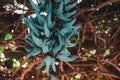 Strongylodon macrobotrys flower or Philippine Jade Vine Royalty Free Stock Photo