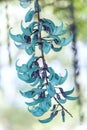 Strongylodon macrobotrys/ Jade Vine bloom as beautiful tiger nails in the garden