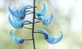 Strongylodon macrobotrys/ Jade Vine bloom as beautiful tiger nails in the garden