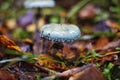 Stropharia aeruginosa in autumn forest