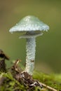 Stropharia aeruginosa