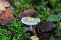 Stropharia aeruginosa commonly known as the verdigris agaric