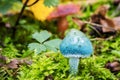 Stropharia aeruginosa commonly known as the verdigris agaric Royalty Free Stock Photo