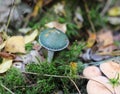 Stropharia aeruginosa, commonly known as the verdigris agaric.