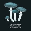 Stropharia aeruginosa. mushrooms in the forest median strip europe