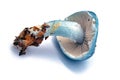 Stropharia caerulea mushroom Royalty Free Stock Photo